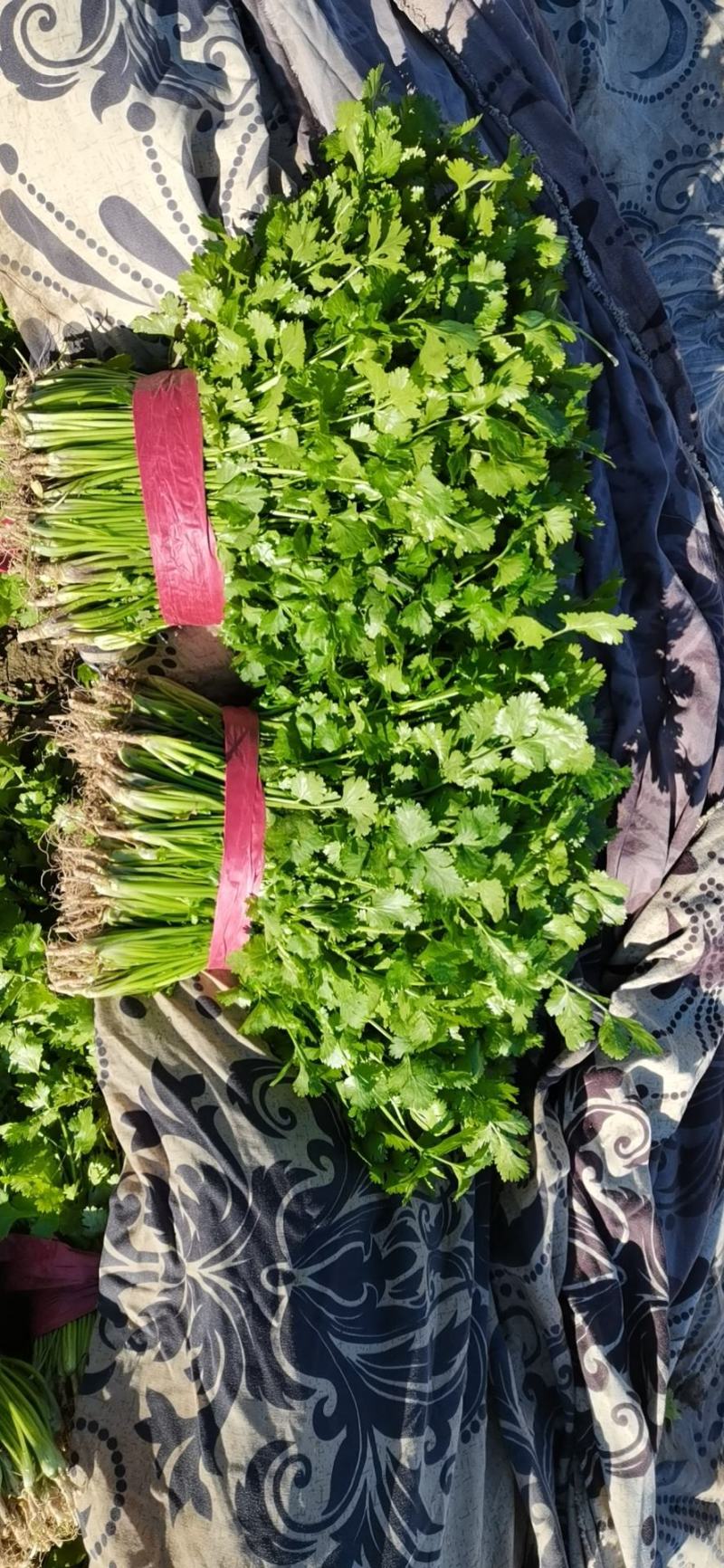 大叶香菜20~30厘米，种植面积大，质量好！