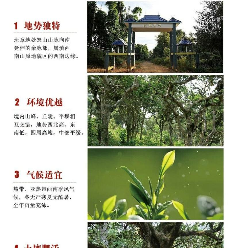 云南普洱茶生茶古树茶450g茶砖古树珍藏