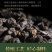 云南茶化石碎银子糯米香普洱茶熟茶十年散茶老茶头礼盒装60