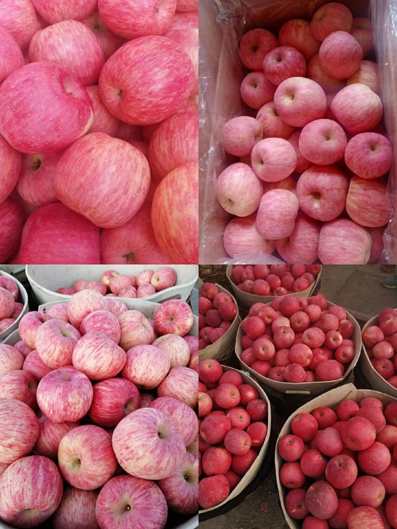 山东苹果苹果80以上，个头大，条纹片红都有口感甜脆。