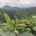 金秀大瑶山红茶口感好一手货源欢迎致电量大从优