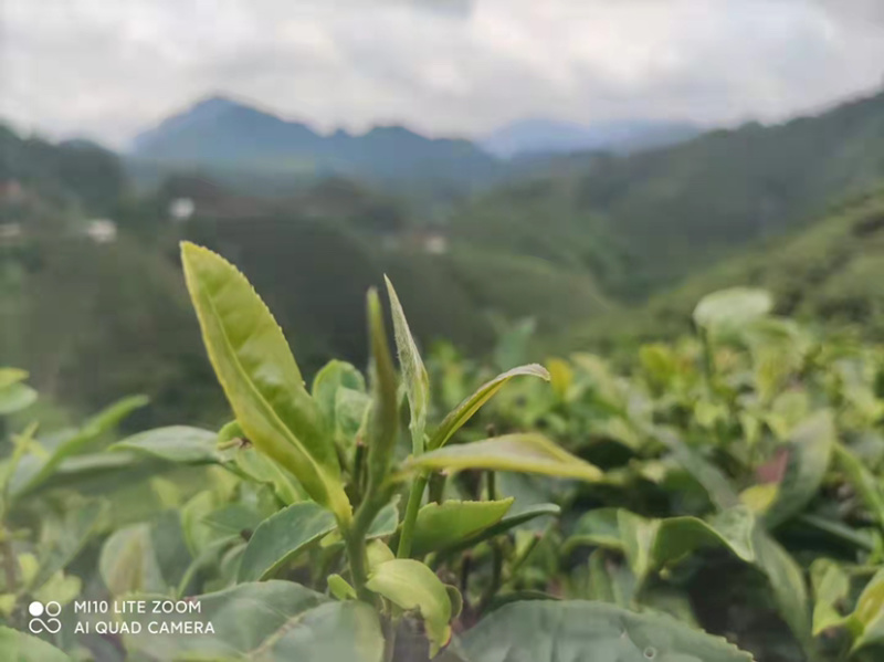 金秀大瑶山红茶口感好一手货源欢迎致电量大从优