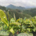 金秀大瑶山红茶口感好一手货源欢迎致电量大从优