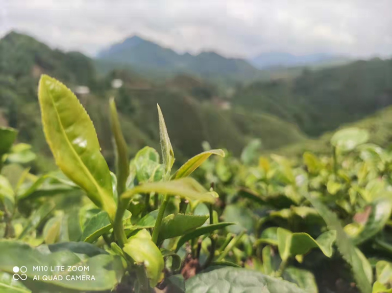 金秀大瑶山红茶口感好一手货源欢迎致电量大从优