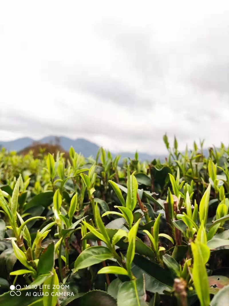 金秀大瑶山红茶口感好一手货源欢迎致电量大从优