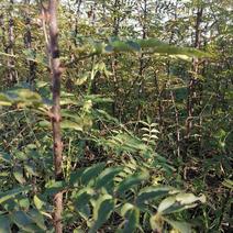 清地自家种植花椒树苗占地绿化篱笆第二年结果