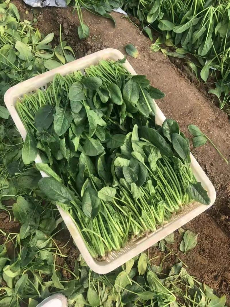 潍坊精品小菠菜货源充足质量好货源充足