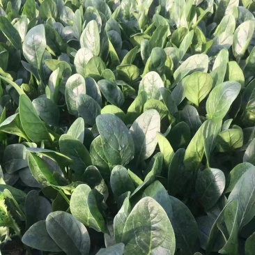 潍坊精品小菠菜货源充足质量好货源充足