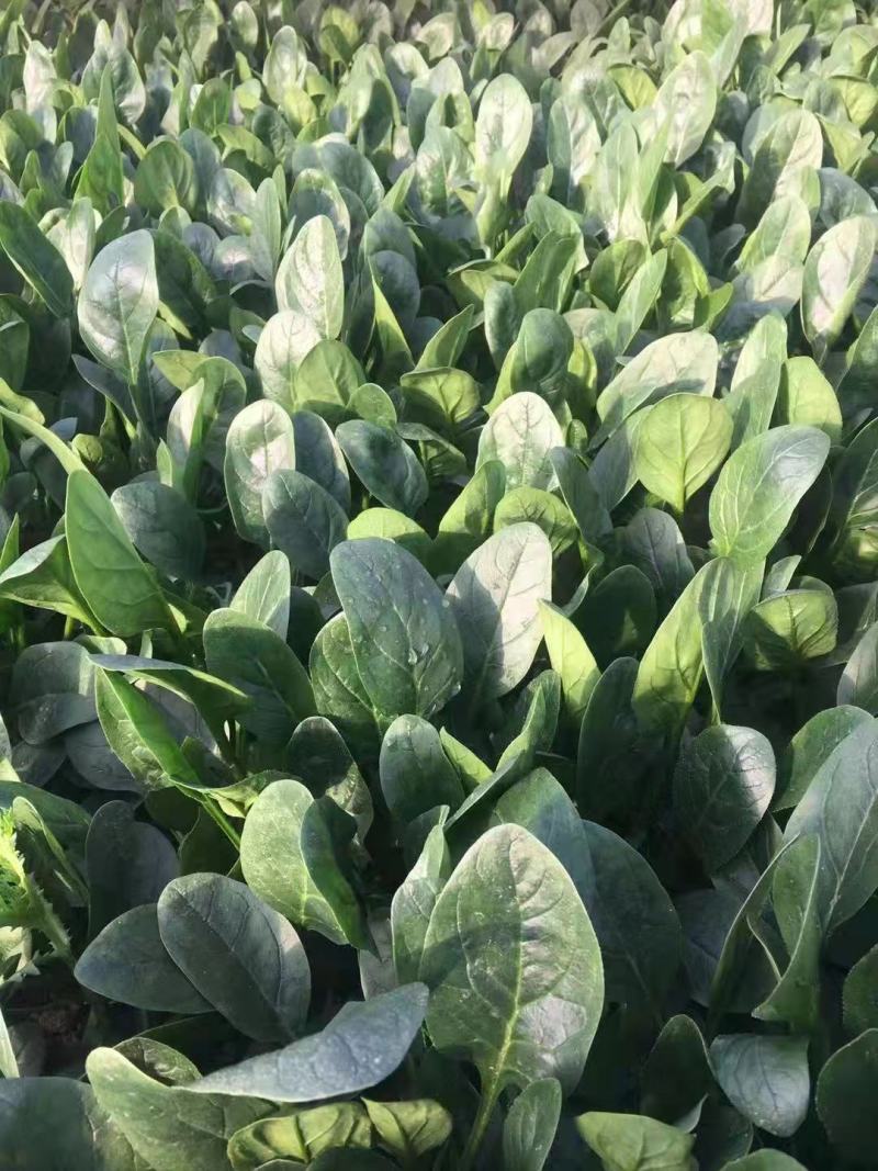 潍坊精品小菠菜货源充足质量好货源充足