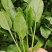 潍坊精品小菠菜货源充足质量好货源充足