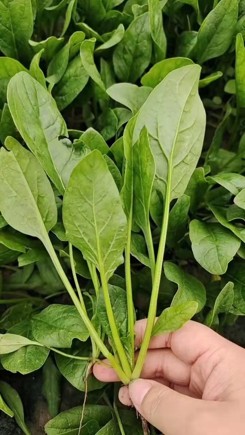 潍坊精品小菠菜货源充足质量好货源充足