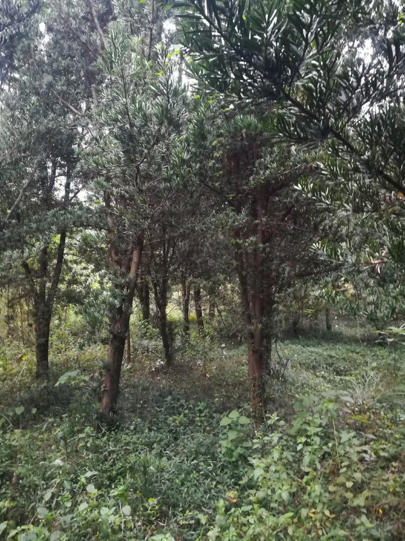 罗汉松