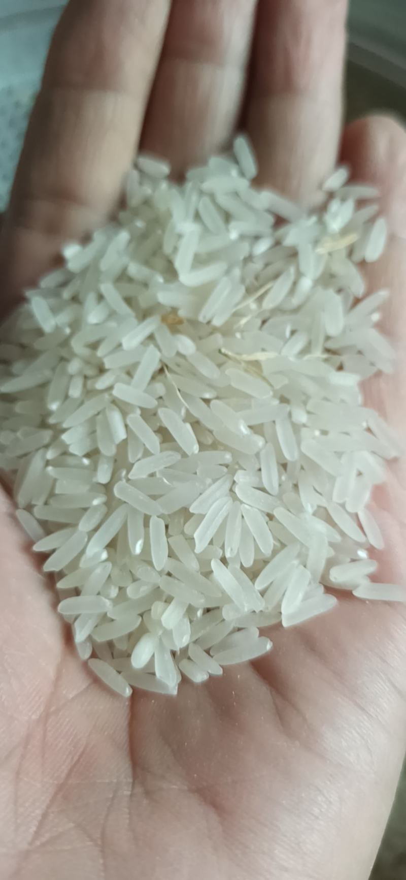 谷子2022年新鲜上市黄花粘，丰良优，米质油亮，软糯香甜
