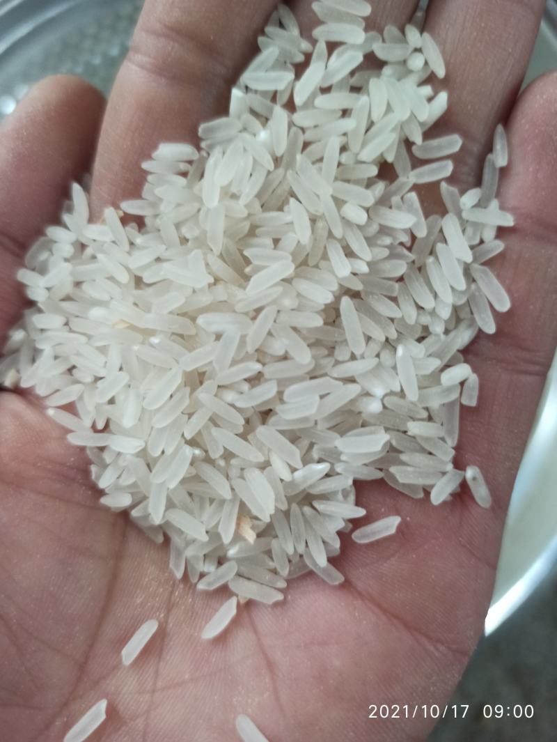 谷子2022年新鲜上市黄花粘，丰良优，米质油亮，软糯香甜