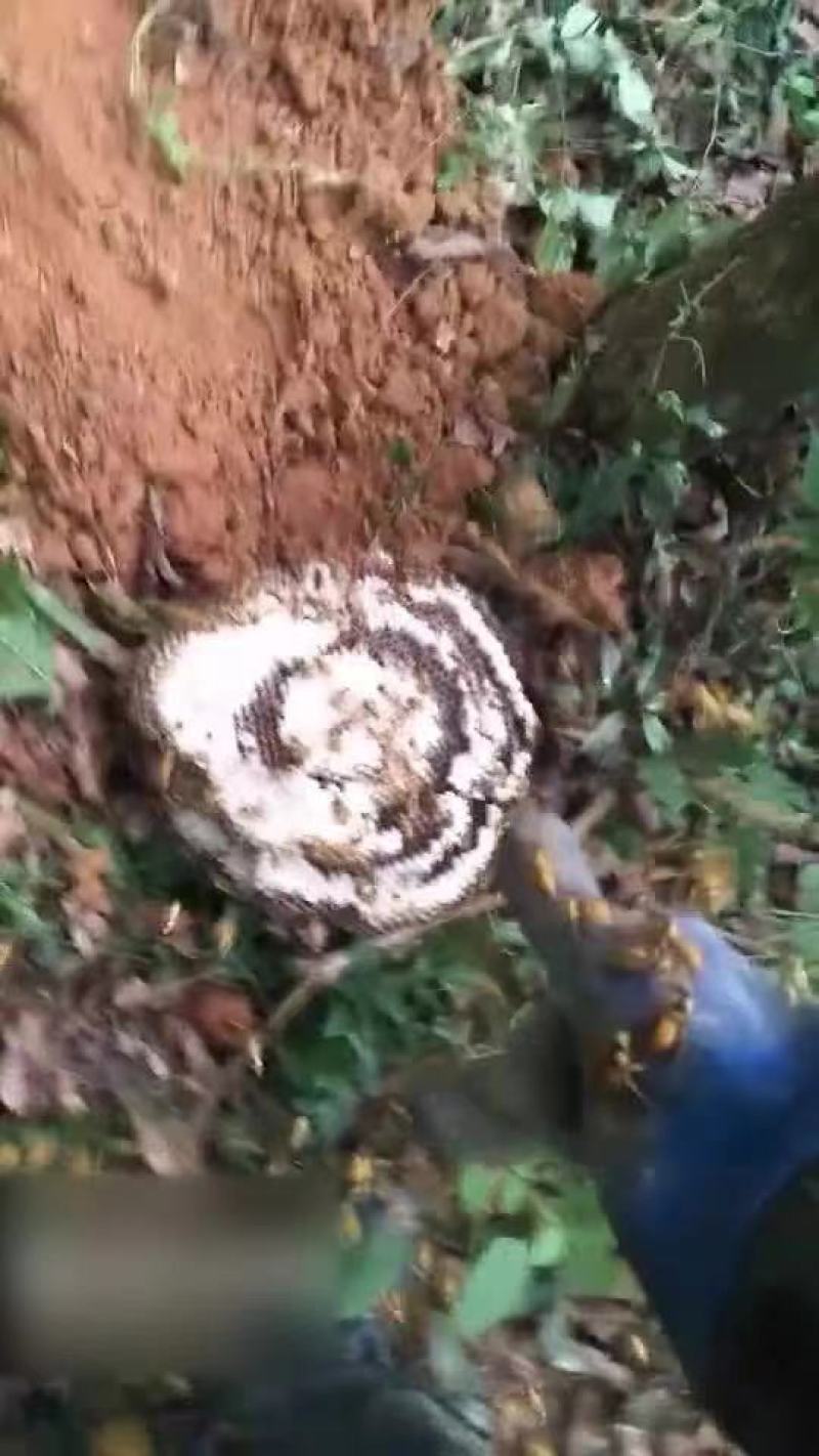 我来自大山