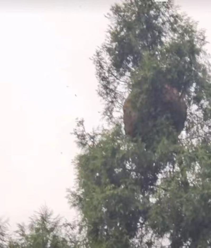 我来自大山