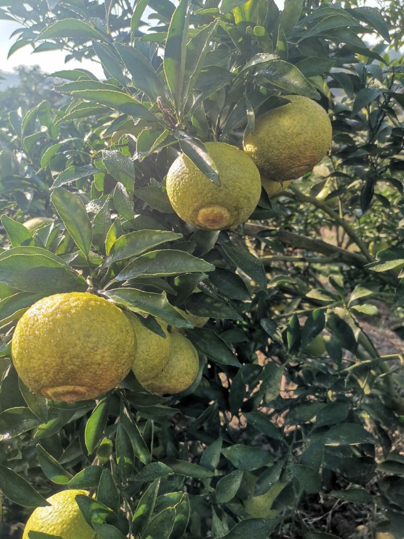 湖南省怀化市芷江侗族自治县禾梨坳乡山地优质黄金贡柚。