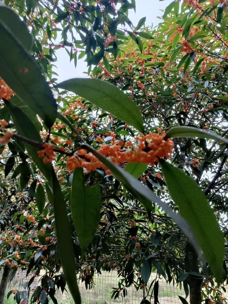 精品三十颗丹桂优价售出