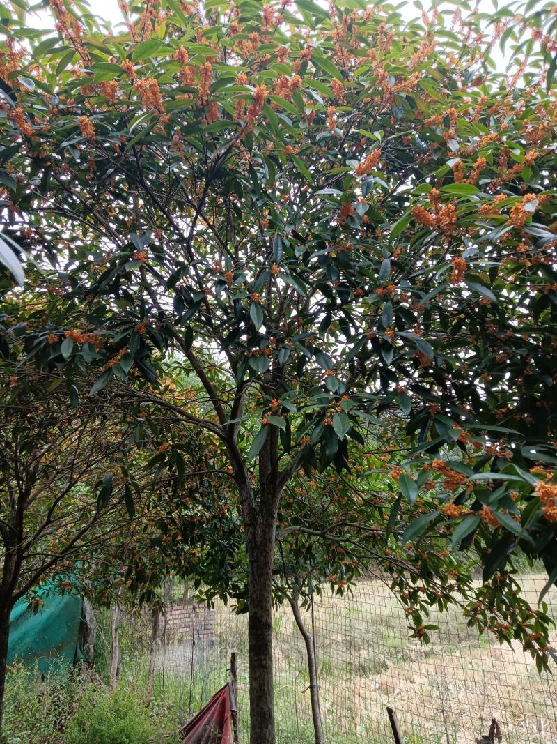 精品三十颗丹桂优价售出