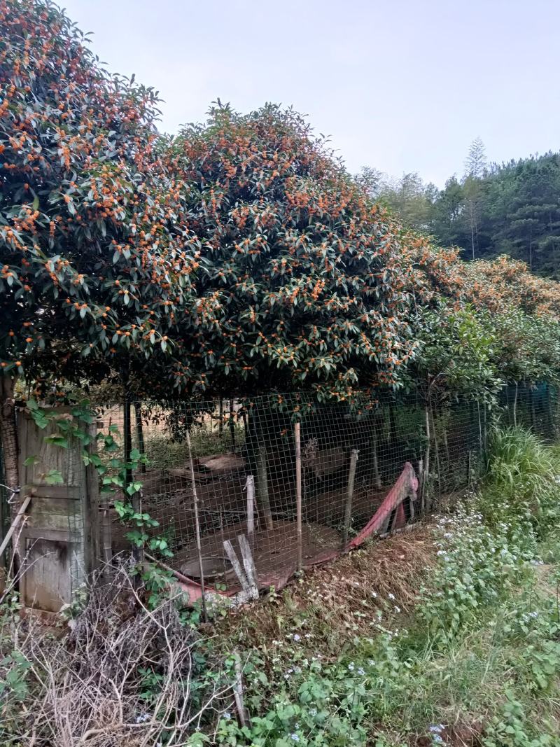 精品三十颗丹桂优价售出
