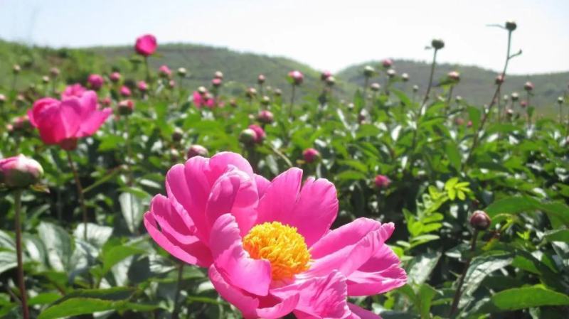 芍药芽白芍芽花卉盆景绿化园林工程绿化花海建设