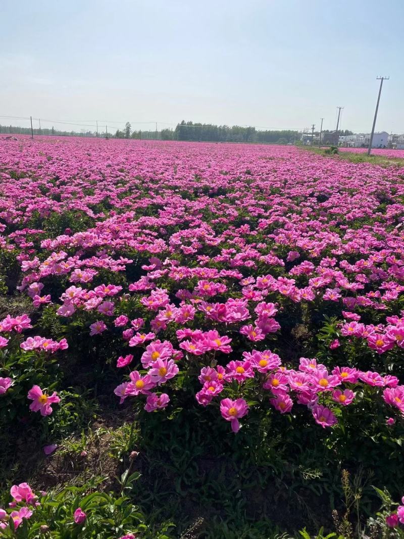 芍药芽白芍芽花卉盆景绿化园林工程绿化花海建设