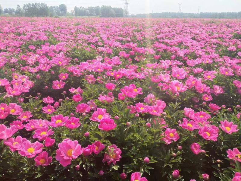 芍药芽白芍芽花卉盆景绿化园林工程绿化花海建设