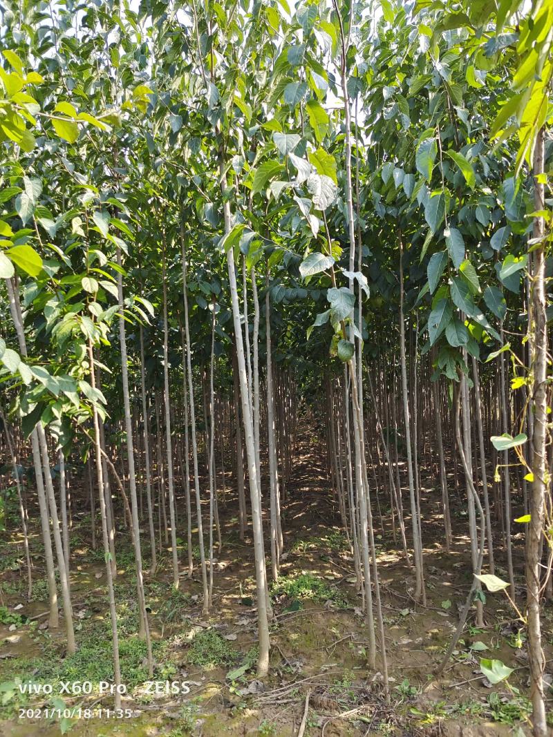 山西运城杜仲树，都是自家的，价位你说了算，现挖现发，欢迎