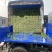 河南芹菜西芹万亩蔬菜大棚基地规格齐全全天供应