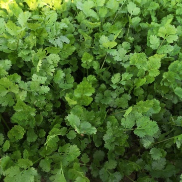 【荐】精品香菜大叶，小叶香菜基地全国各地发货菜