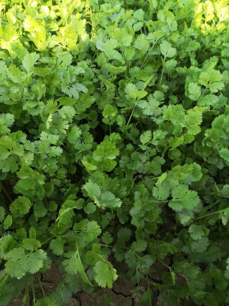 【荐】精品香菜大叶，小叶香菜基地全国各地发货菜