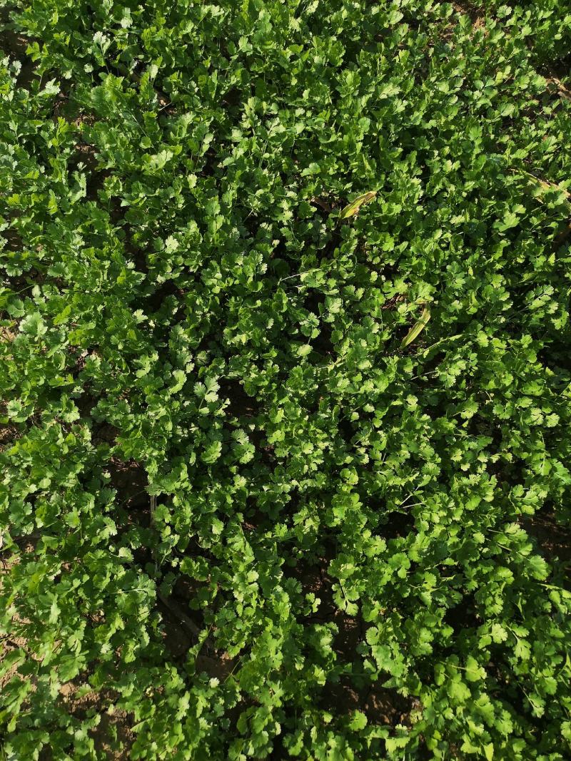 【荐】精品香菜大叶，小叶香菜基地全国各地发货菜