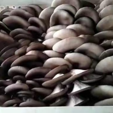 奇美969，8105/早优八号母种试管广温品种，灰美二号