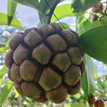 黑老虎（又称呼为布福娜，冷饭团果等）
