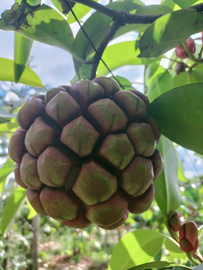 黑老虎（又称呼为布福娜，冷饭团果等）
