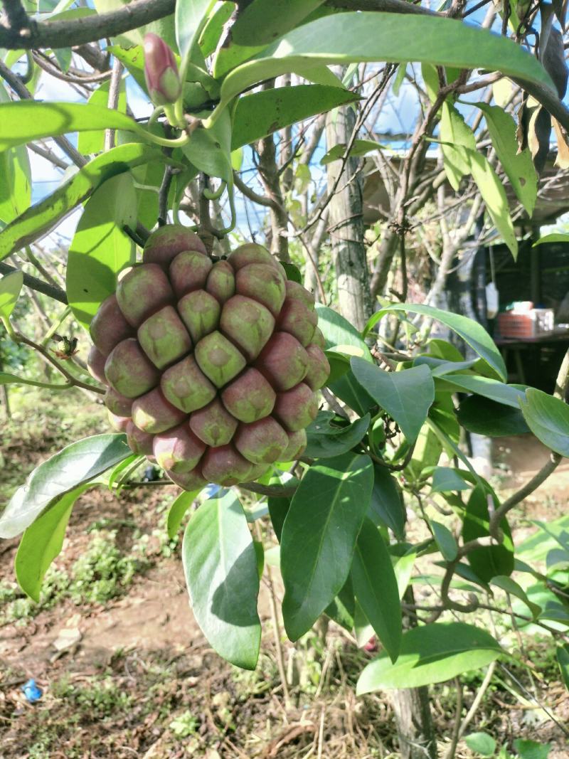 黑老虎（又称呼为布福娜，冷饭团果等）