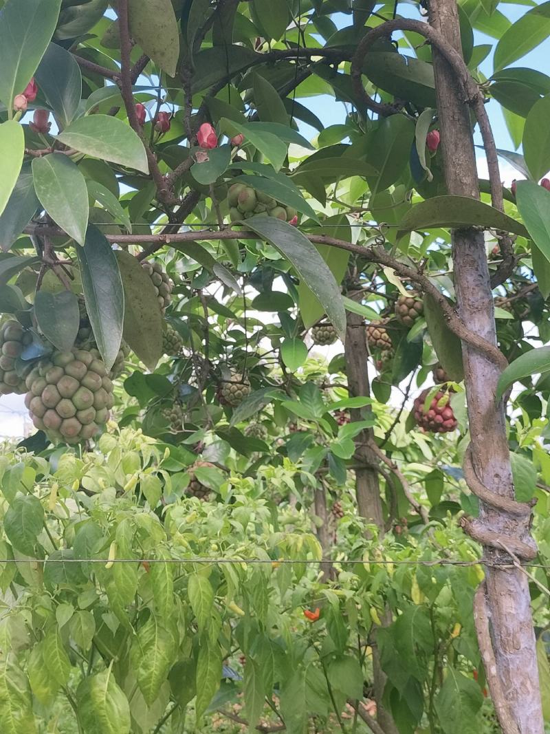 黑老虎（又称呼为布福娜，冷饭团果等）