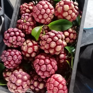 布福娜，黑老虎！