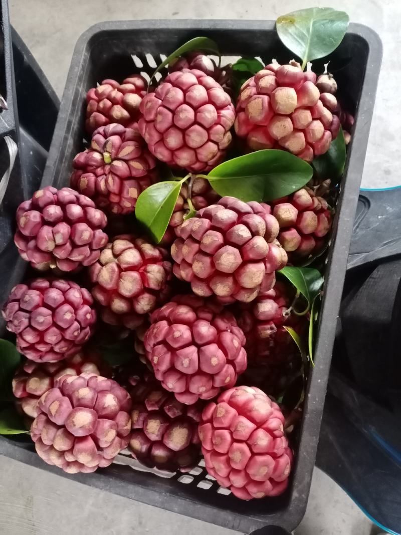 布福娜，黑老虎！