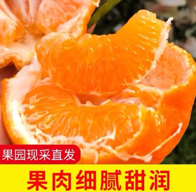 涌泉蜜橘宫川蜜桔小红桔大炮丑桔不知火沙糖桔黄岩蜜