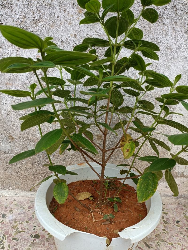 精品，热销，野牡丹大量上市，全国发货