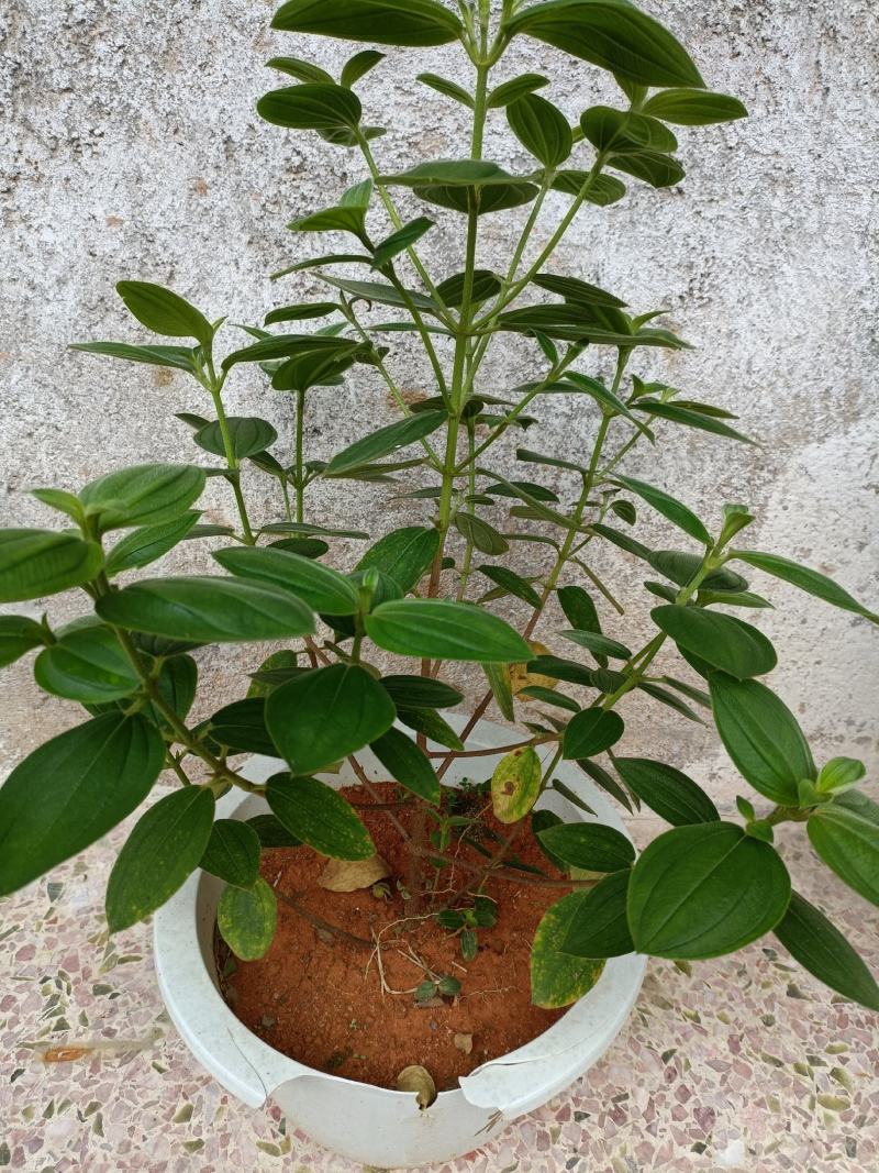 精品，热销，野牡丹大量上市，全国发货