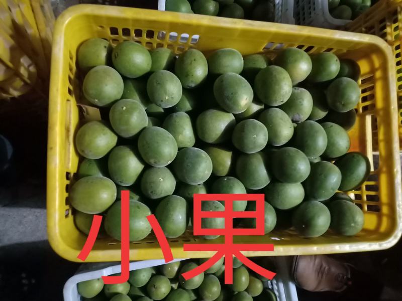 绿色食品罗汉果鲜果，直供生鲜超市