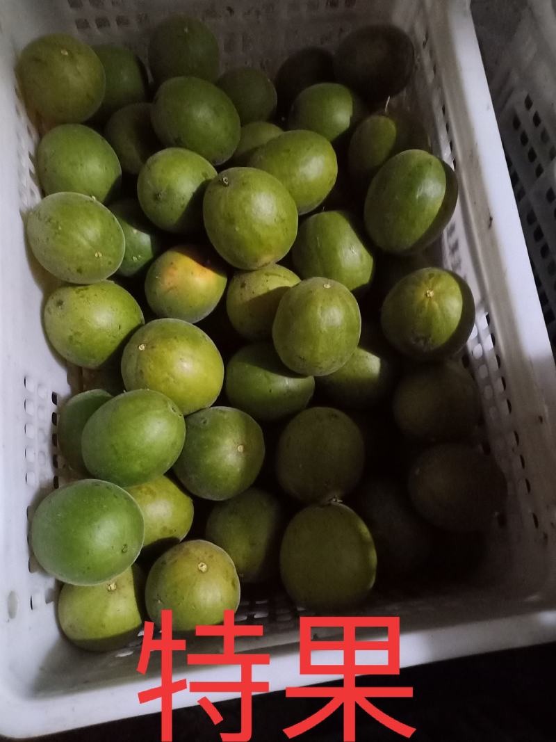 绿色食品罗汉果鲜果，直供生鲜超市