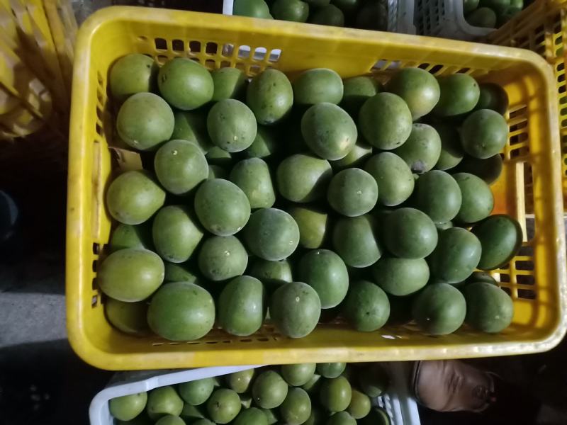 绿色食品罗汉果鲜果，直供生鲜超市