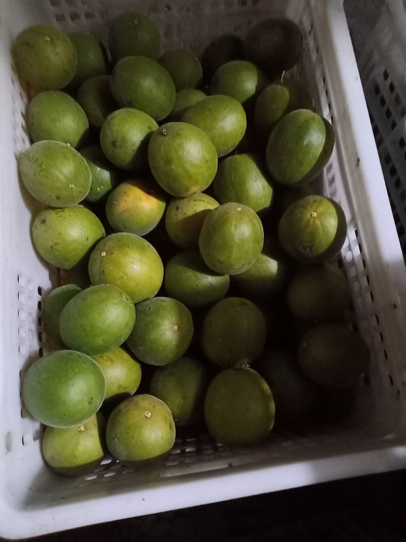 绿色食品罗汉果鲜果，直供生鲜超市