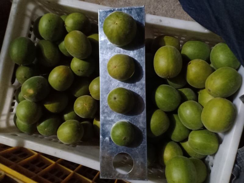 绿色食品罗汉果鲜果，直供生鲜超市
