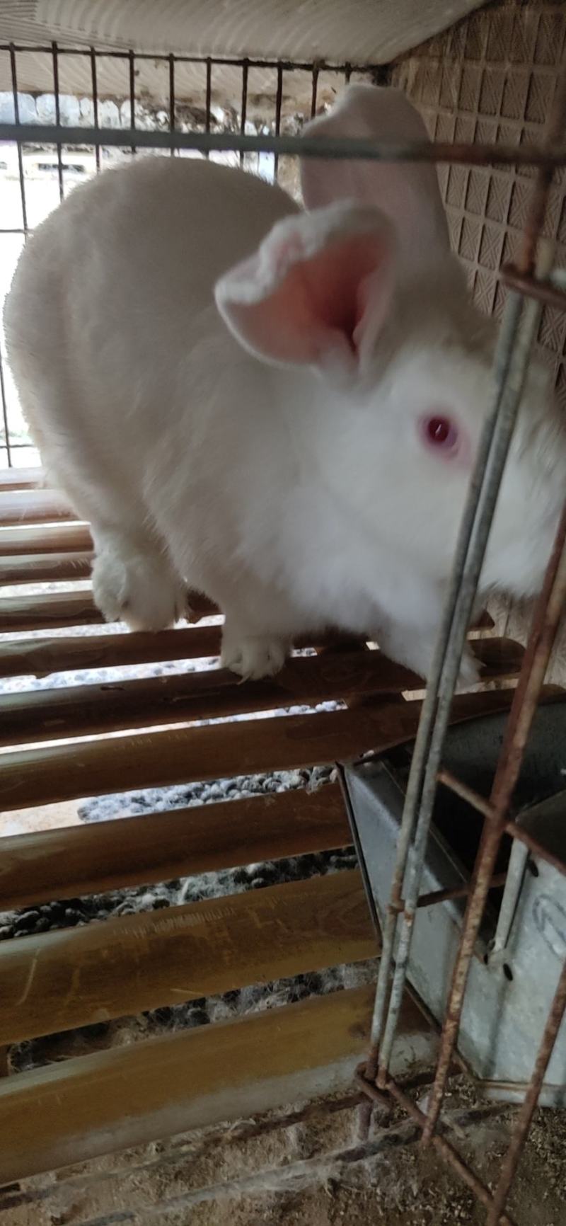 改良杂交肉兔
