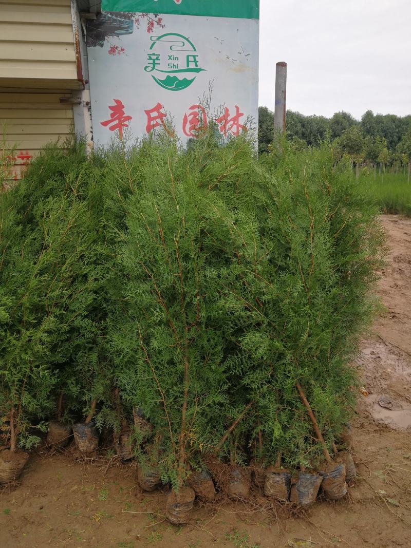 柏树苗1.5米1米侧柏50公分杯苗地苗货源充足