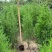 柏树苗1.5米1米侧柏50公分杯苗地苗货源充足